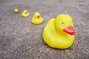 mother hen
